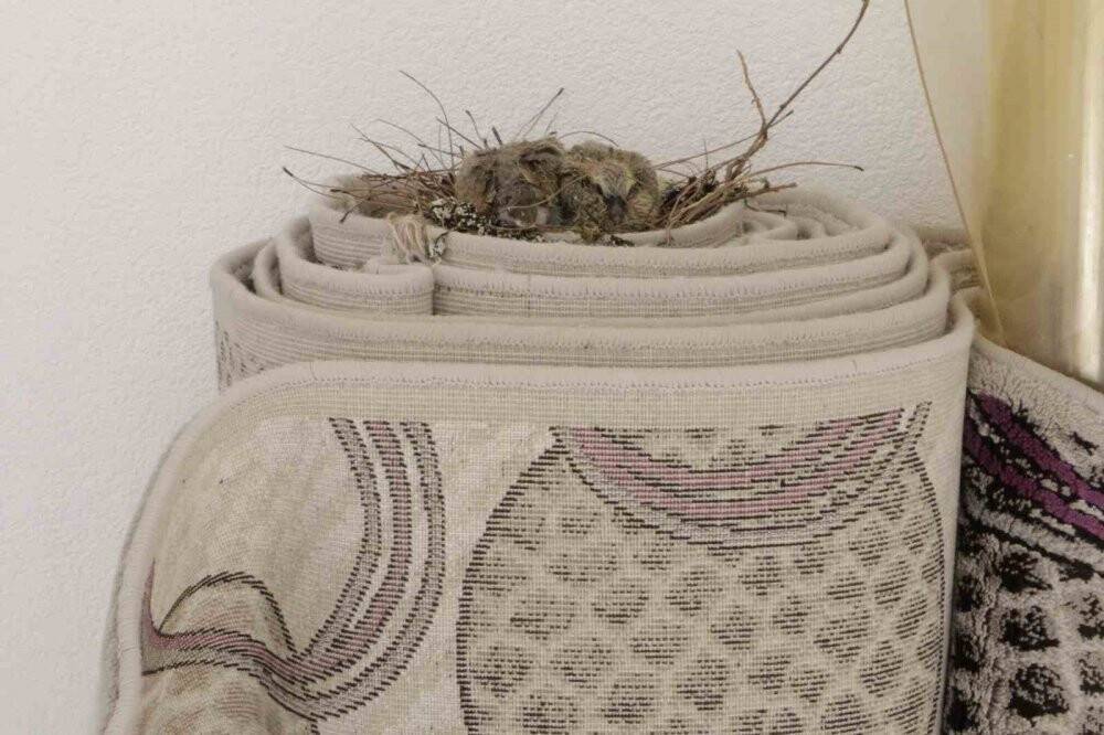 Kumru yuvası için halıyı yere sermiyor