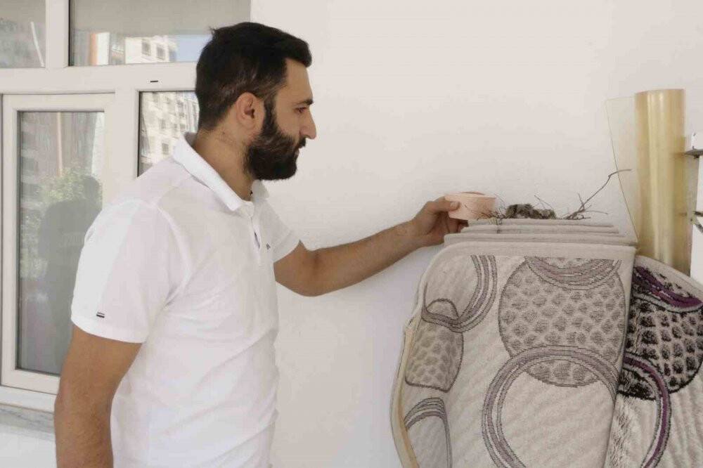 Kumru yuvası için halıyı yere sermiyor