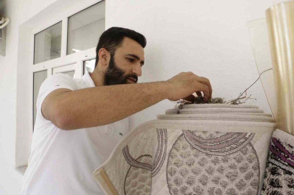 Kumru yuvası için halıyı yere sermiyor