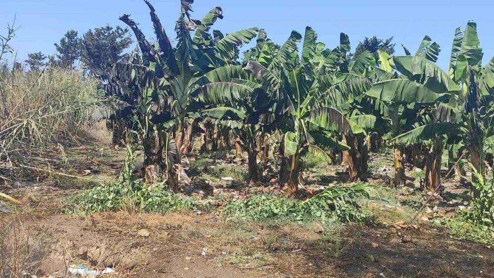 Muz bahçesinde korkutan yangın