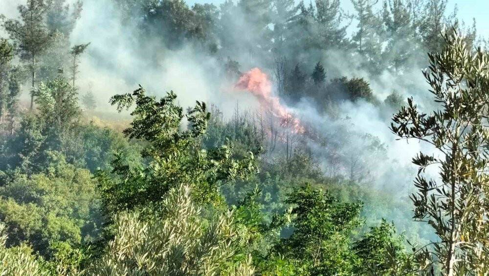 Osmaniye’de anız yangını ormana sıçradı