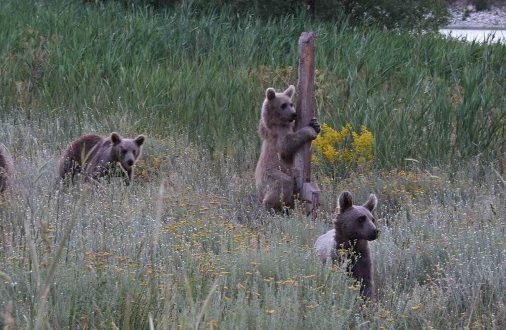 4 yavru boz ayı birlikte görüntülendi