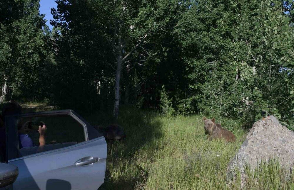 4 yavru boz ayı birlikte görüntülendi