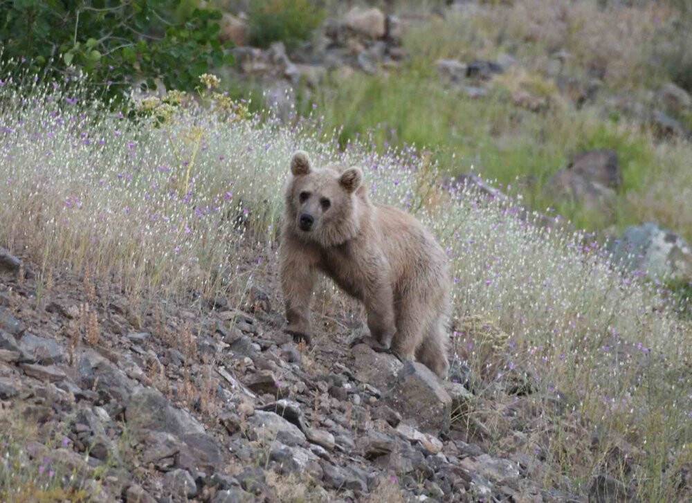 4 yavru boz ayı birlikte görüntülendi
