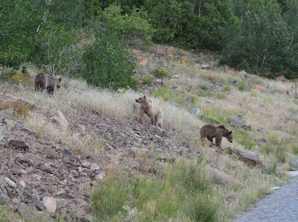 4 yavru boz ayı birlikte görüntülendi