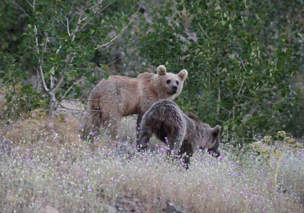 4 yavru boz ayı birlikte görüntülendi
