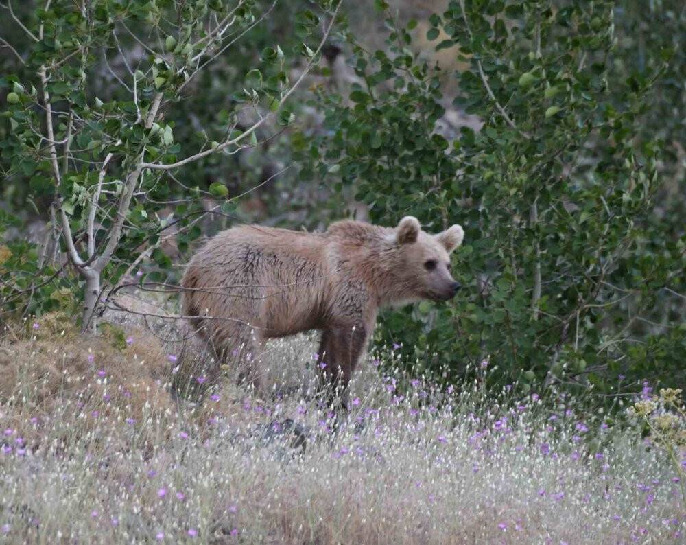 4 yavru boz ayı birlikte görüntülendi