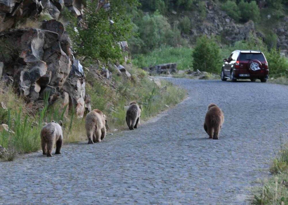 4 yavru boz ayı birlikte görüntülendi