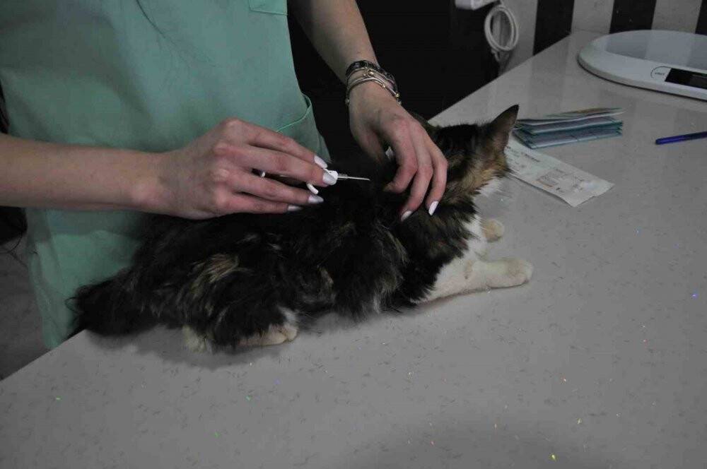 Evcil hayvanıyla seyahat etmeyi düşünenler bu prosedürlere dikkat etmeli