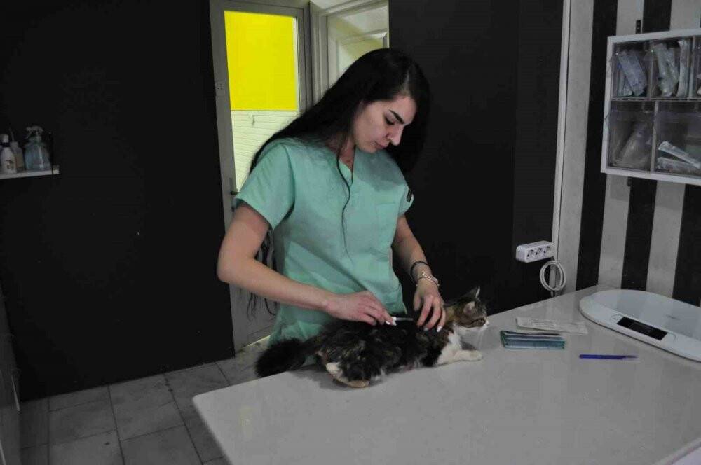 Evcil hayvanıyla seyahat etmeyi düşünenler bu prosedürlere dikkat etmeli