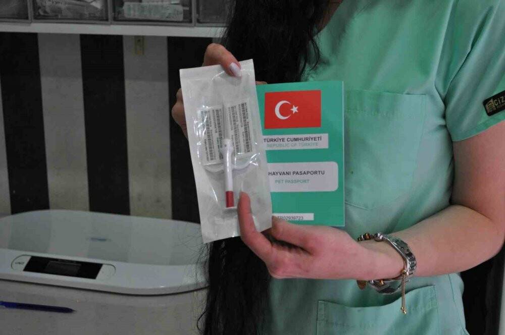 Evcil hayvanıyla seyahat etmeyi düşünenler bu prosedürlere dikkat etmeli