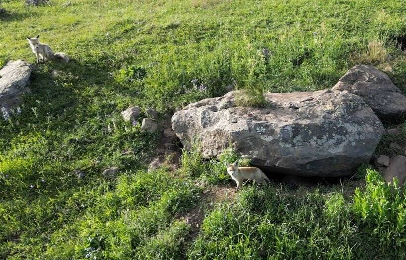 Yavru tilkilerin annelerini bekleyişi havadan görüntülendi