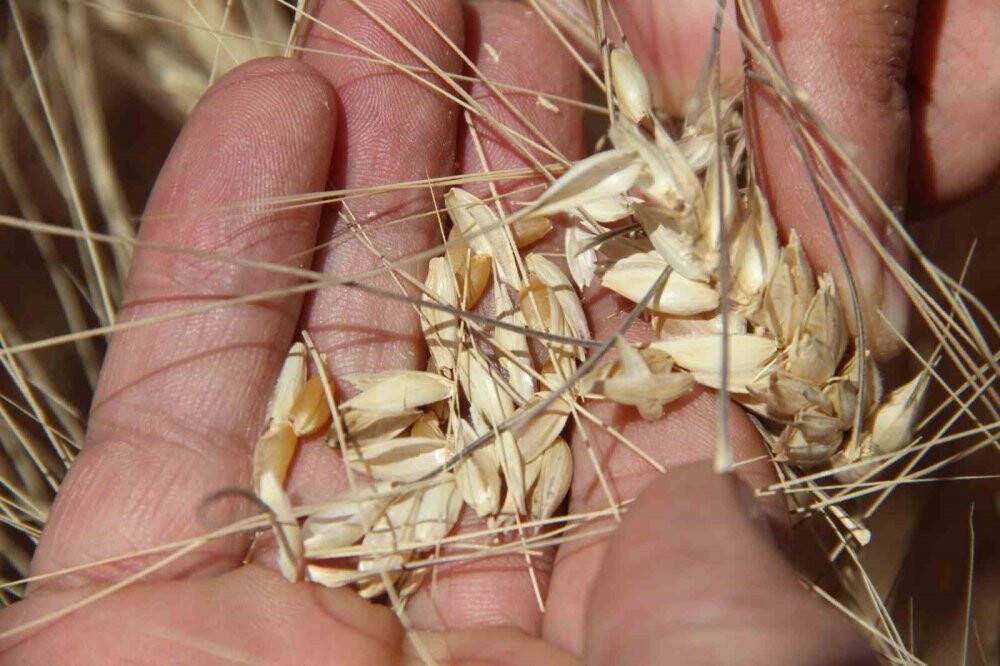 Tahıl ambarı Konya Ovası'nda 2 milyon 400 bin ton buğday rekoltesi beklentisi