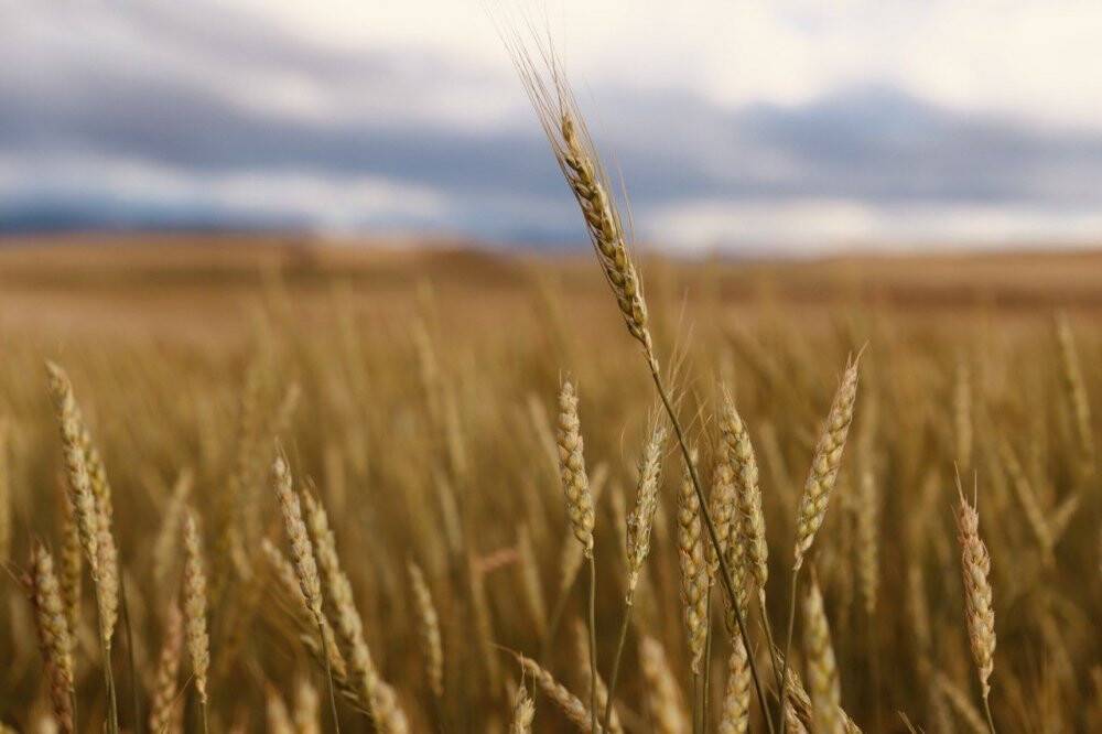 Buğday başakları altın sarısı renkleriyle göz kamaştırdı
