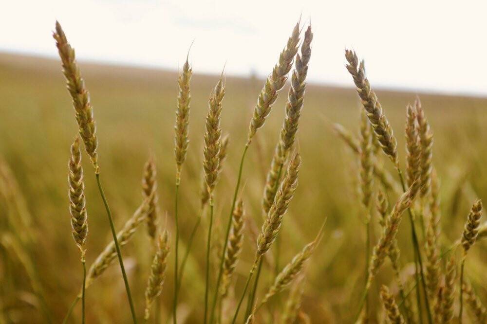 Buğday başakları altın sarısı renkleriyle göz kamaştırdı