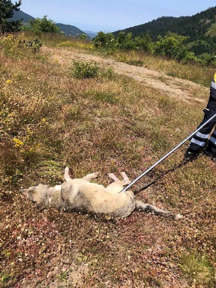 Yaylada ölüme terk edilen köpekler koruma altına alındı