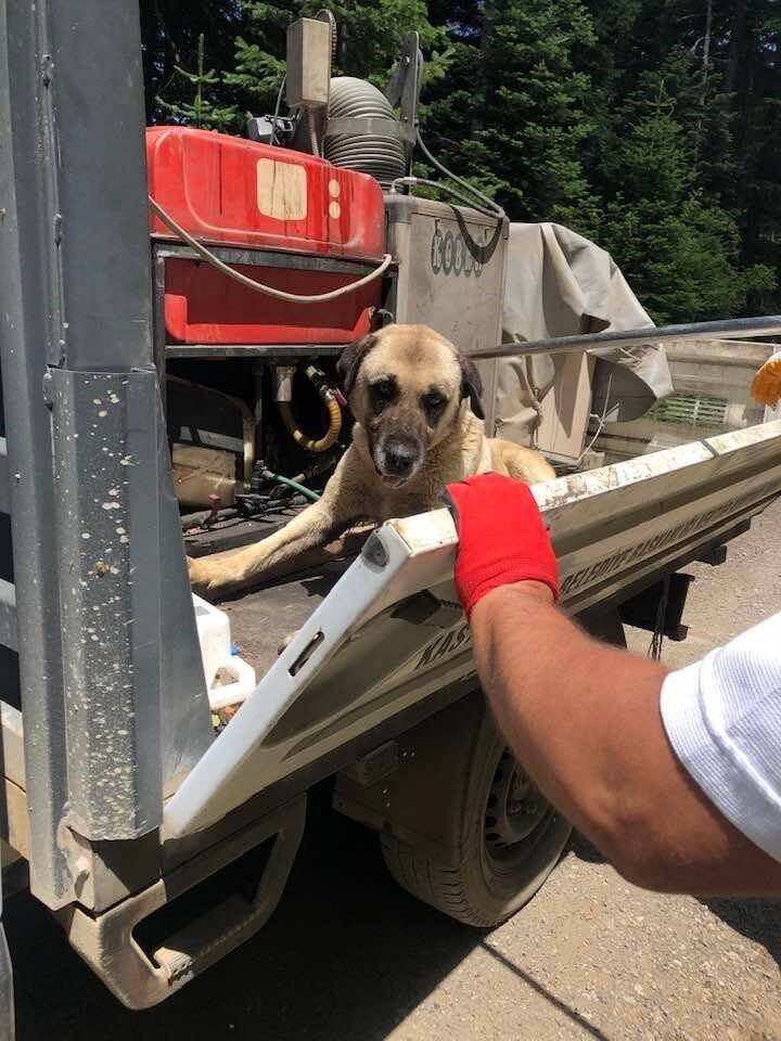 Yaylada ölüme terk edilen köpekler koruma altına alındı