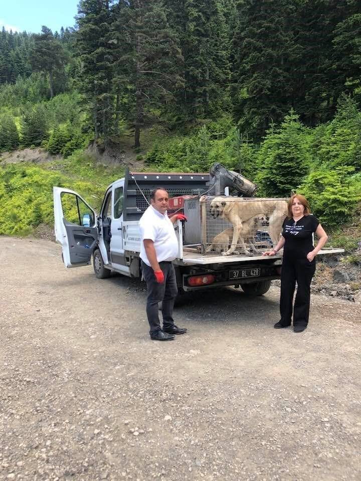 Yaylada ölüme terk edilen köpekler koruma altına alındı