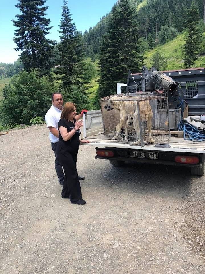 Yaylada ölüme terk edilen köpekler koruma altına alındı