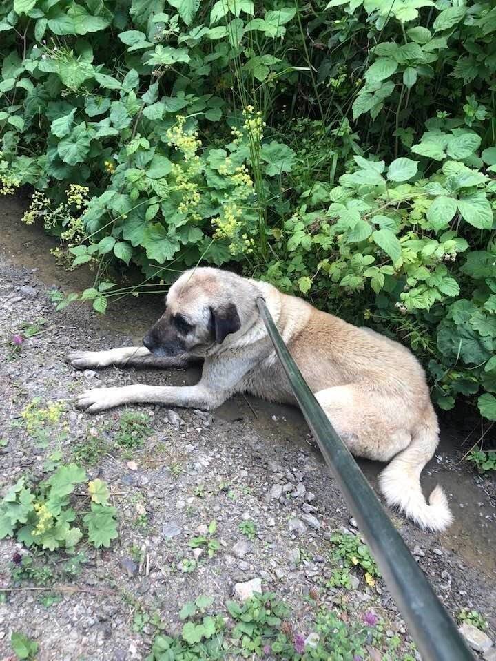Yaylada ölüme terk edilen köpekler koruma altına alındı