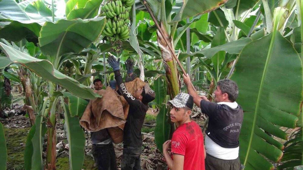 Afrika sıcaklarında 60 derecede muz hasadı yapıldı