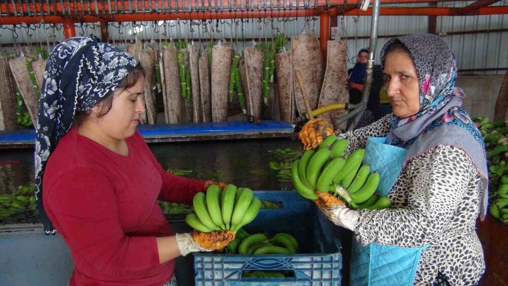 Afrika sıcaklarında 60 derecede muz hasadı yapıldı
