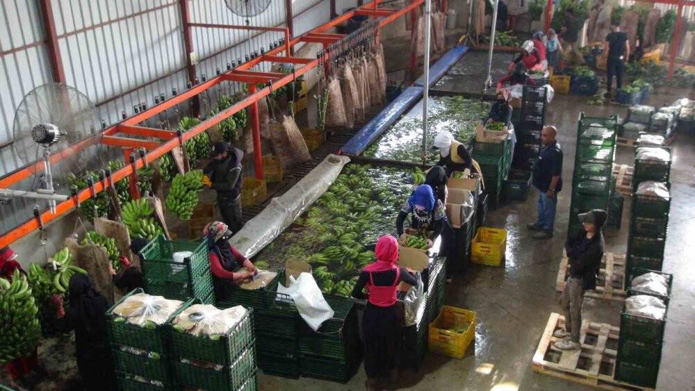 Afrika sıcaklarında 60 derecede muz hasadı yapıldı