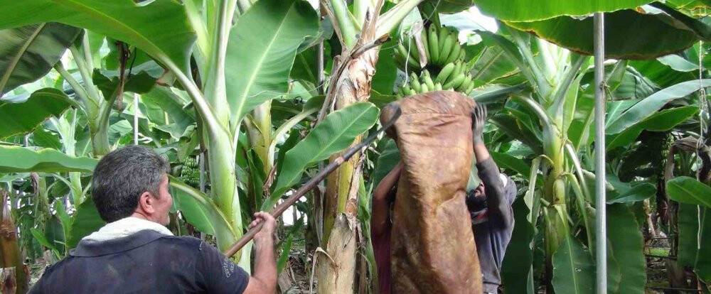 Afrika sıcaklarında 60 derecede muz hasadı yapıldı