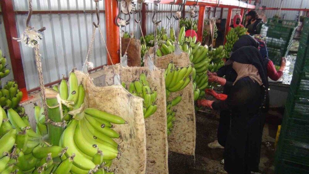 Afrika sıcaklarında 60 derecede muz hasadı yapıldı