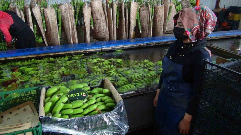 Afrika sıcaklarında 60 derecede muz hasadı yapıldı