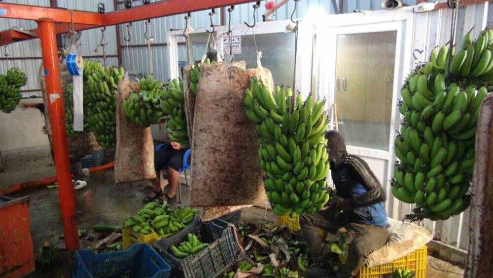 Afrika sıcaklarında 60 derecede muz hasadı yapıldı