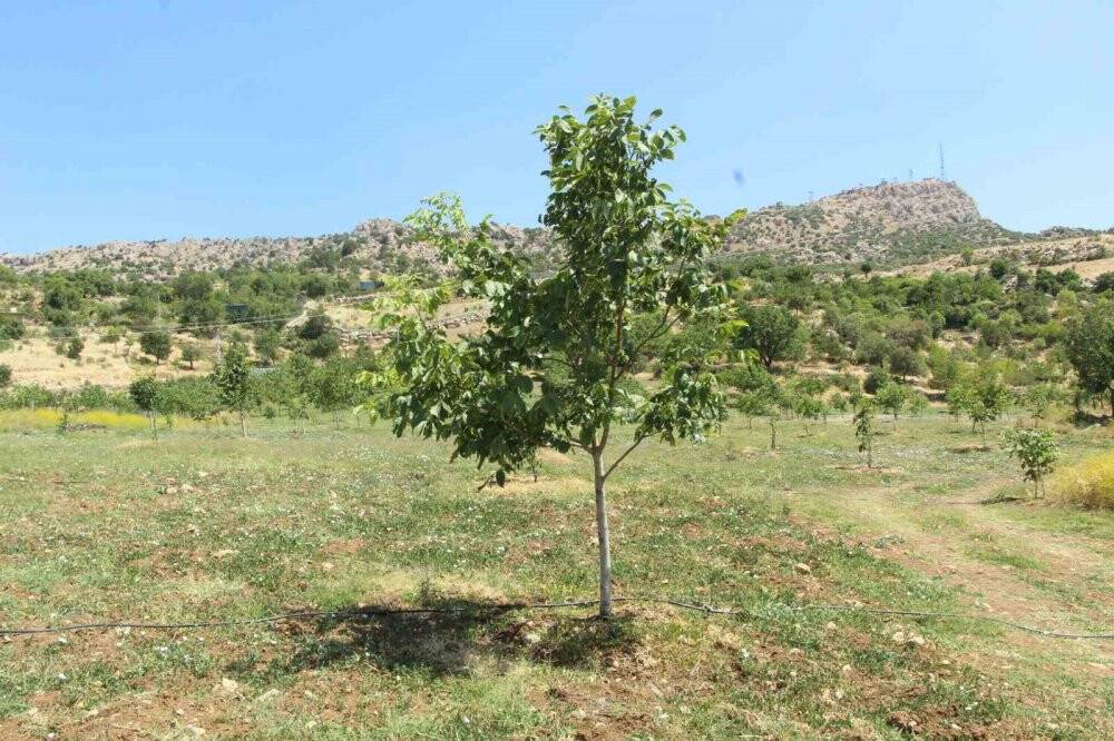 Ceviz ağaçlarında verim ’kabuk altı’ aşısı ile bire beş artıyor