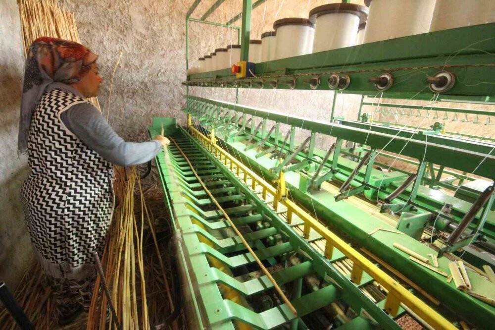 Beyşehir'de kamışlar ekonomiye kazandırılıyor