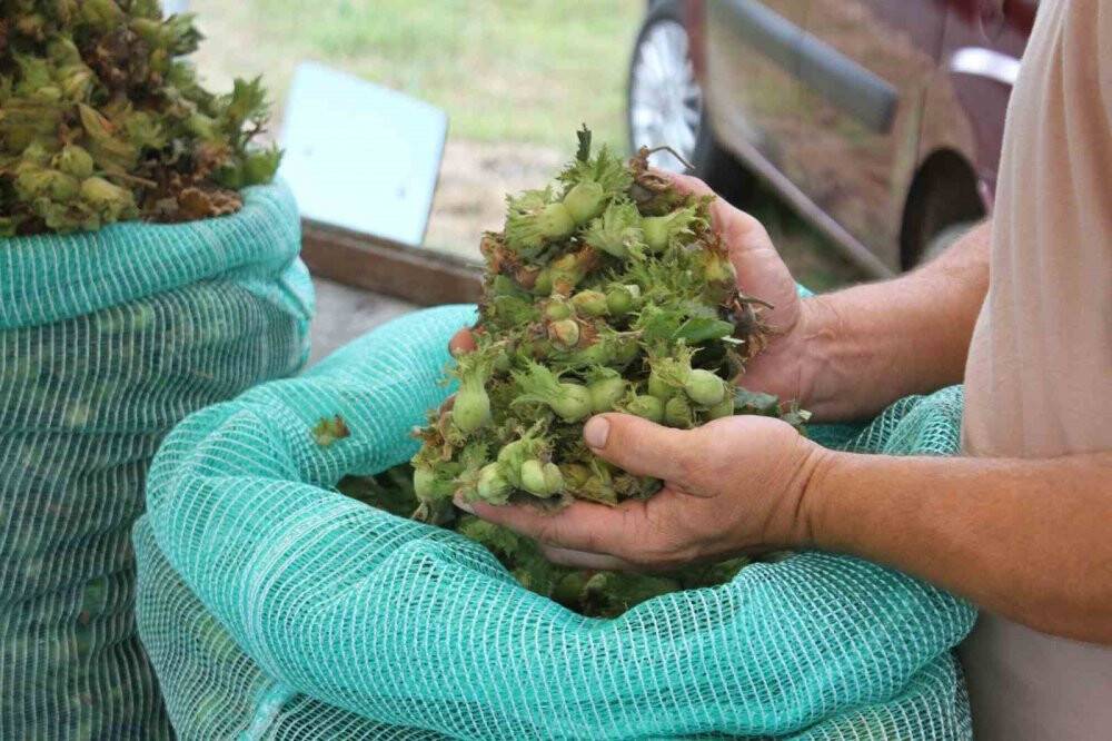 Taze fındık tezgahlara indi