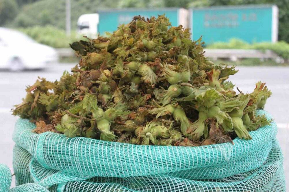 Taze fındık tezgahlara indi