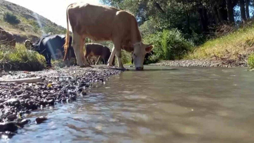Çobanlar hayvanları, pet şişelerle su dökerek serinletiyor