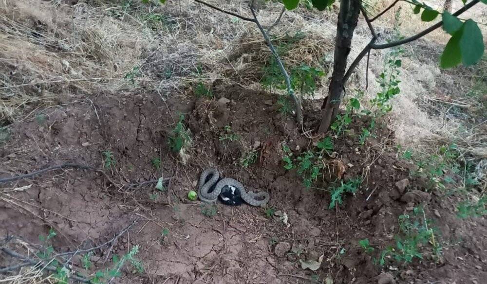 Türkiye’nin en zehir yılanı, kargayı yerken böyle görüntülendi