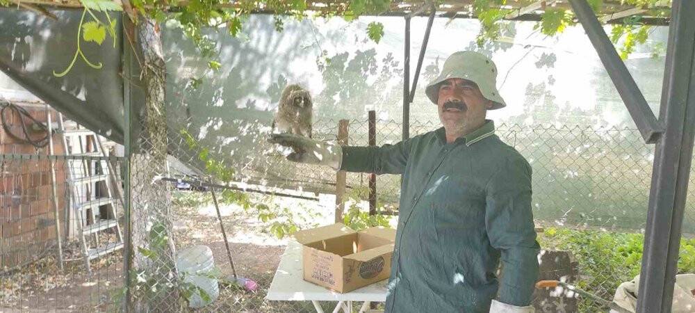Yavru baykuş tedavi altına alındı