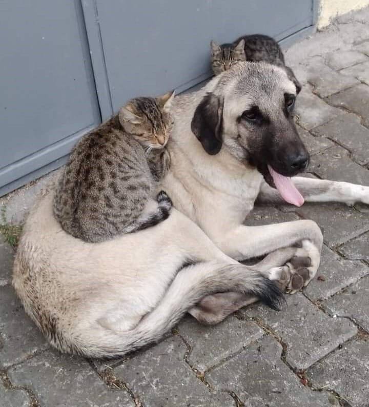 Kedi ve köpeğin dostluğu dillere destan