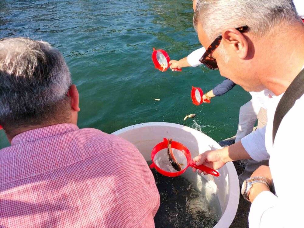 318 bin yavru sazan balığı sularla buluştu