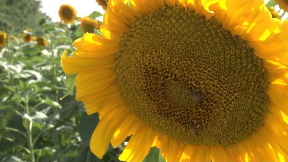 Ayçiçeği tarlaları güneşi kıskandırıyor
