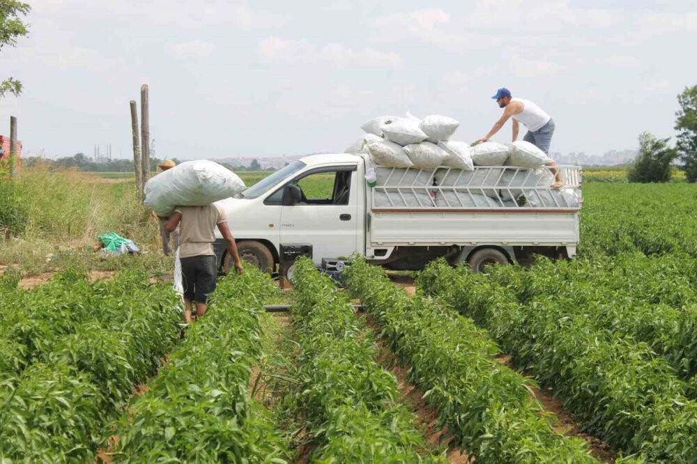 40 derece sıcakta Karaağaç biberi hasadı