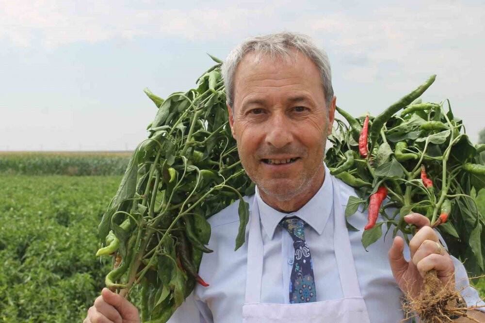 40 derece sıcakta Karaağaç biberi hasadı