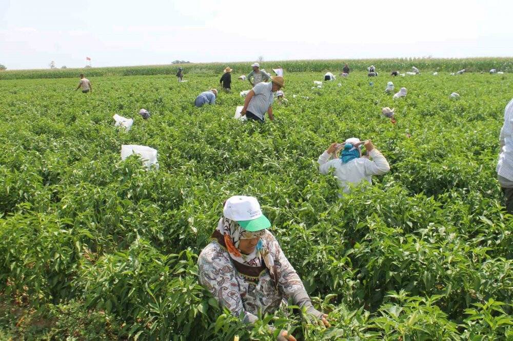40 derece sıcakta Karaağaç biberi hasadı