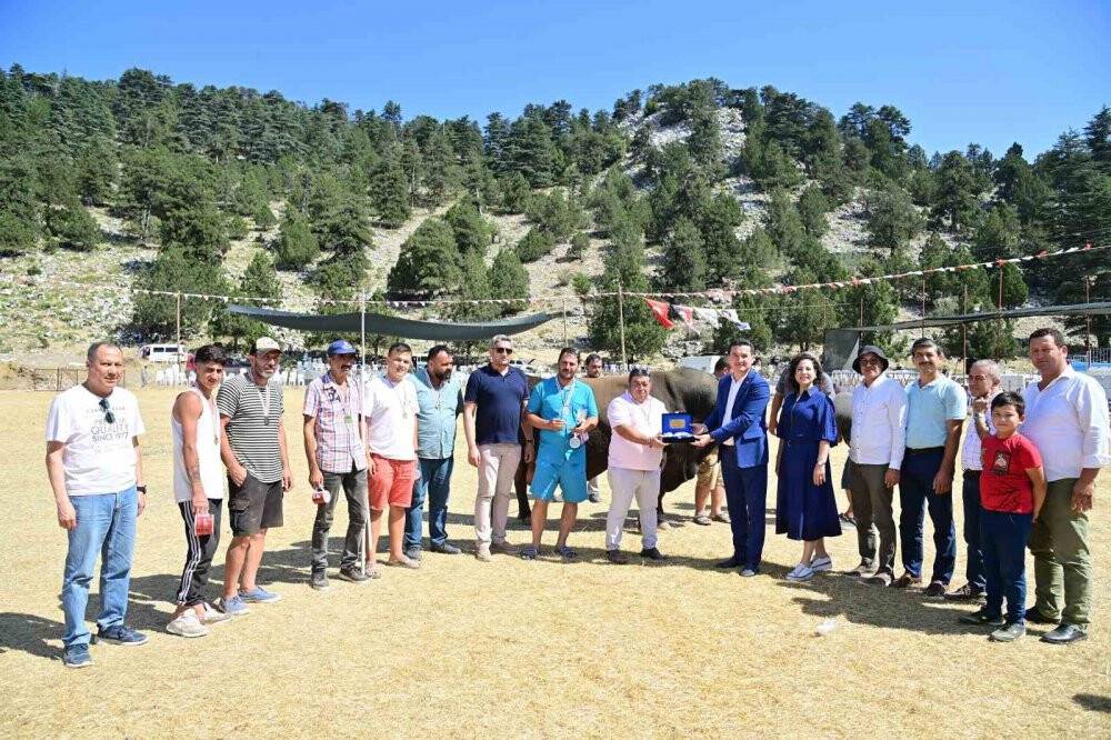 Boğalar seyircilerin arasına daldı