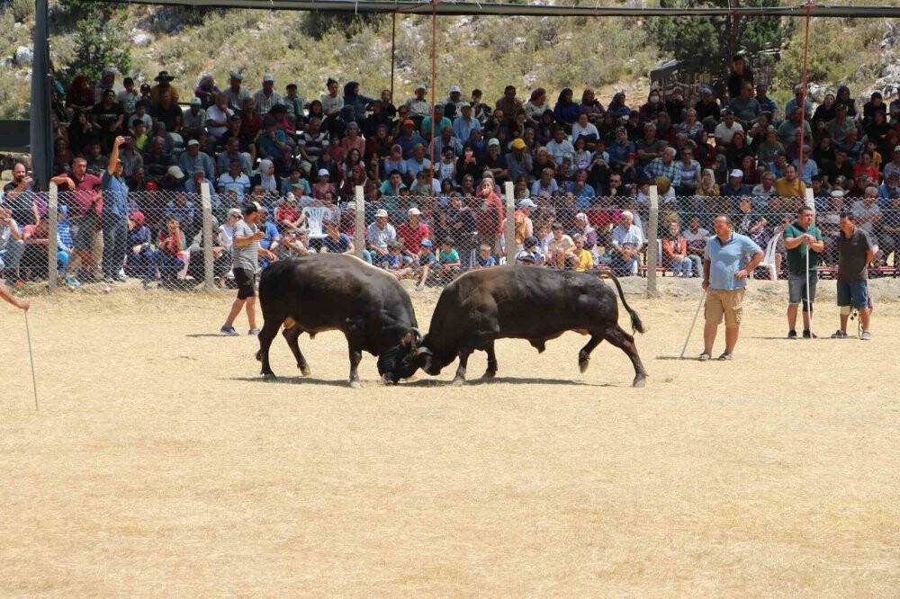 Boğalar seyircilerin arasına daldı
