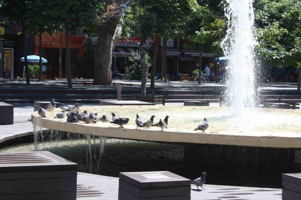 Güvercinler süs havuzunda serinliyor
