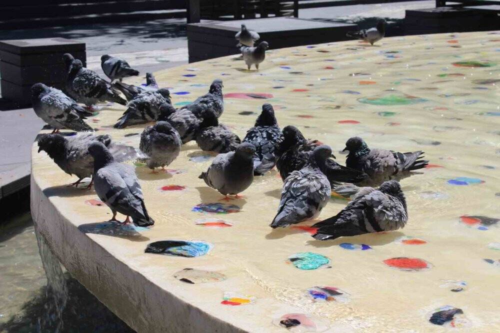 Güvercinler süs havuzunda serinliyor