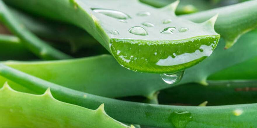 aloevera.jpg