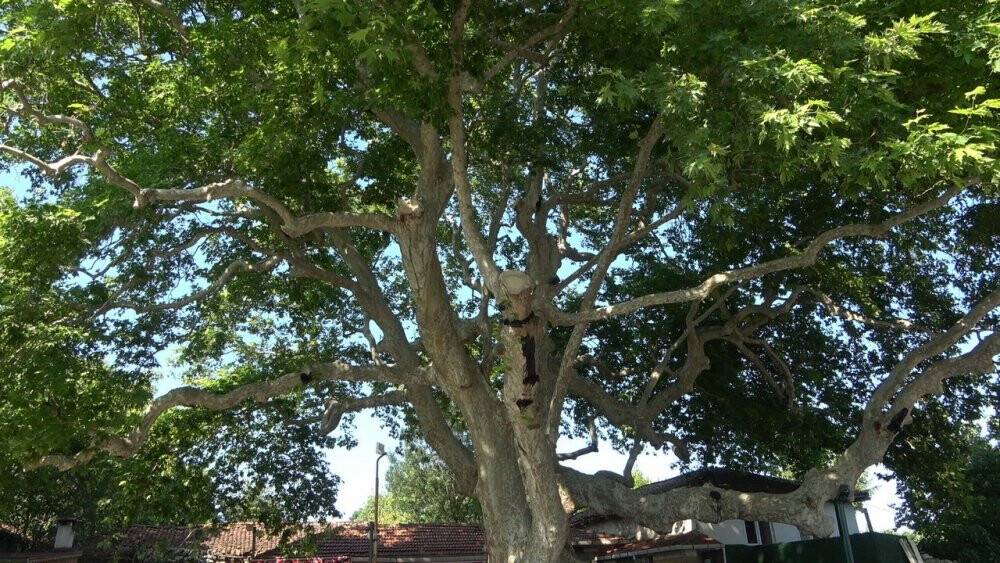 Çınar ağacı zamana meydan okuyor